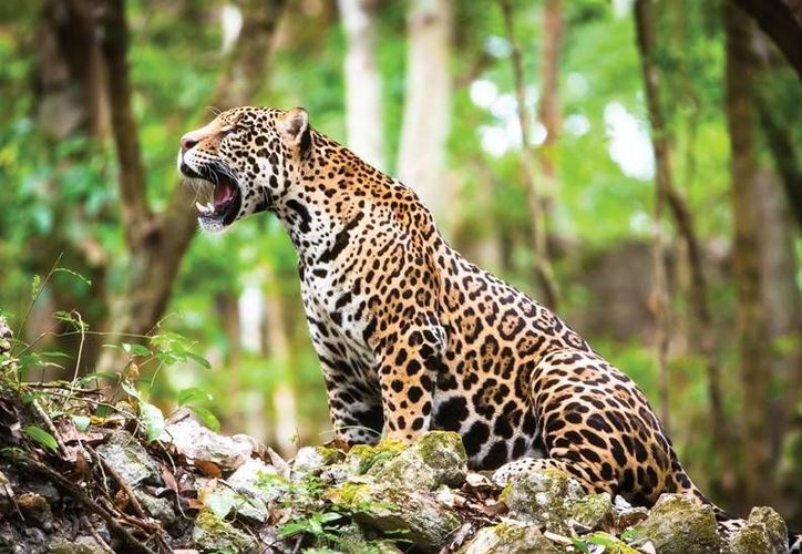 ¡Jaguar a la vista! Por este motivo 'pasean' por las casas de Cancún