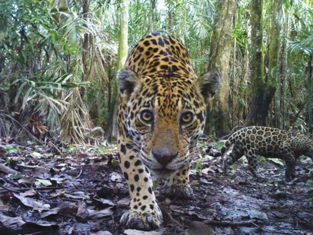 Captan a jaguar 'paseando' en el patio de una casa en Cancún