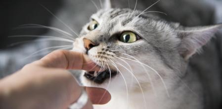 ¿Qué debes hacer si tu gato es mordido por otro?; Esto dicen los expertos