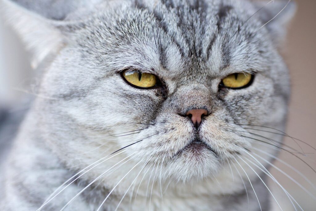 Conoce las 4 razas de gatos que no deberías tener en casa