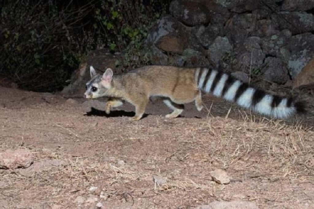 Cacomixtle es captado en Nuevo León