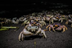 Migración masiva de cangrejos azules se vive por primera vez en Cozumel 