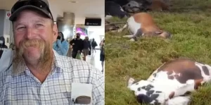 Ganadero y sus vacas mueren tras caida de un rayo