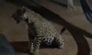 Captan a jaguar 'paseando' en el patio de una casa en Cancún