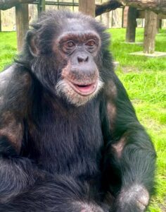 Así vive Bubbles en la actualidad, el chimpancé que adoptó Michael Jackson 