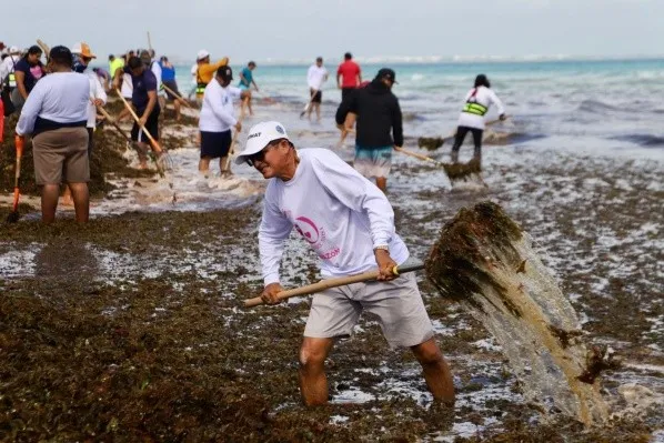 Recolectan 150 toneladas de sargazo en Playa Norte de Isla Mujeres