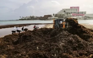 Recolectan 150 toneladas de sargazo en Playa Norte de Isla Mujeres