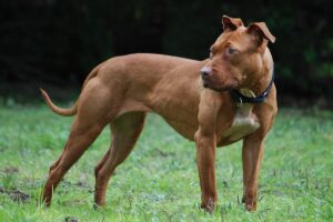 Saca a pasear a su perro y lo abandona VIDEO