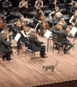 Gato se vuelve viral tras irrumpir en un concierto sinfónico: VIDEO