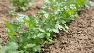 Sembradío de cilantro