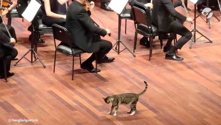 Gato se vuelve viral tras irrumpir en un concierto sinfónico: VIDEO