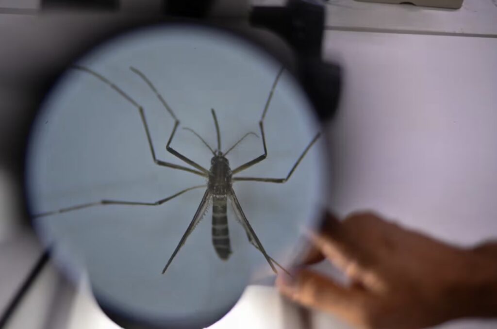 “El brote más fuerte” Decreta Cali emergencia sanitaria por casos de dengue