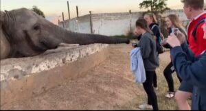 Elefante golpea a mujer 