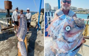 ¿Presagio de Terremotos? Capturan gigantesco pez remo en Cabo San Lucas