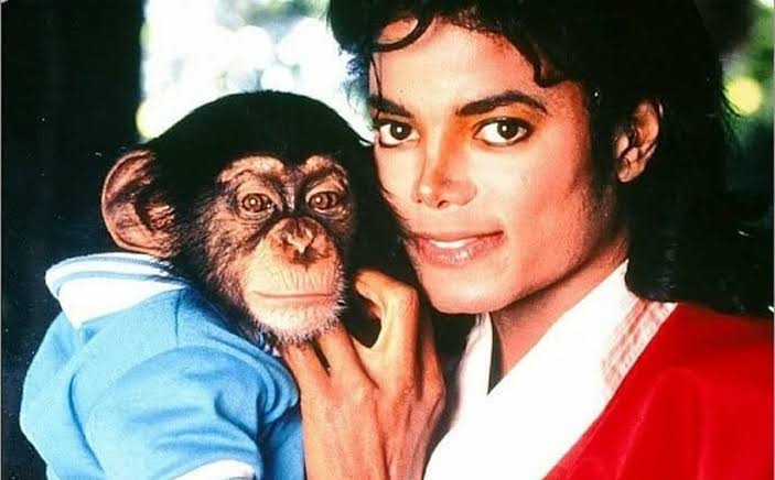 Así vive Bubbles en la actualidad, el chimpancé que adoptó Michael Jackson