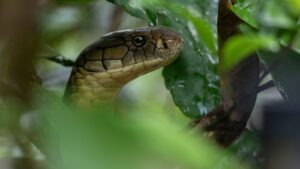 Recomendaciones para la temporada de serpientes 