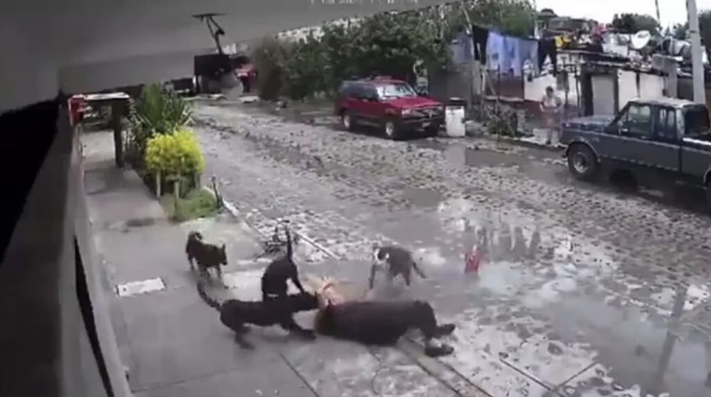 "Lamentable" Perros atacan brutalmente a mujer de la tercera edad en Querétaro