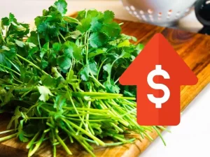 ¿Por qué subió el precio del cilantro?