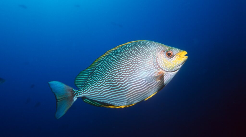 ¿Cuál es la razón? Envían peces para exploración espacial