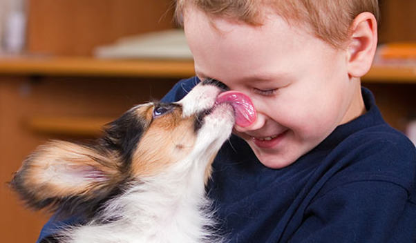 ¿Cuáles son las enfermedades que transmiten los perros con su saliva?