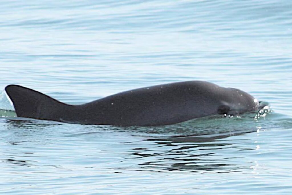 Disminuye presencia en México de Vaquita Marina