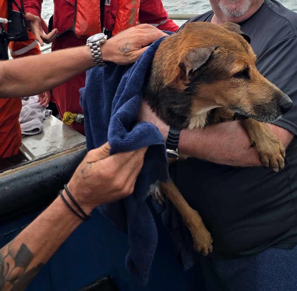 Trabajadores petroleros rescatan a perrito en el Golfo de México