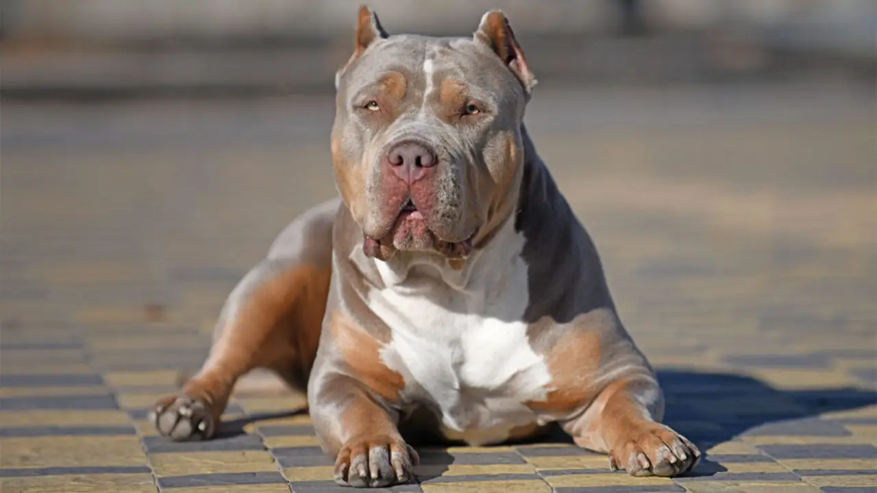 American Bully XL Irlanda