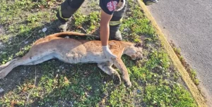 Atropellan a puma en carretera a la altura de Xpu Ha