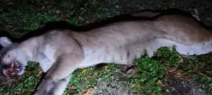 Atropellan a puma en carretera a la altura de Xpu Ha.