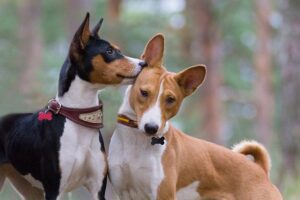 Conoce la fascinante historia de la raza de perros más antigua del mundo