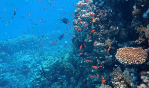 Buscan en Quintana Roo reparar 45 kilometros de arrecife de coral por el paso de Beryl