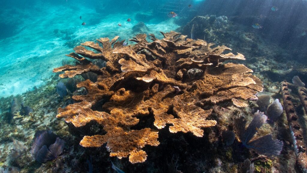 Buscan en Quintana Roo reparar 45 kilómetros de arrecife de coral por el paso de Beryl