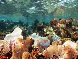 Buscan en Quintana Roo reparar 45 kilometros de arrecife de coral por el paso de Beryl