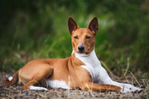 Conoce la fascinante historia de la raza de perros más antigua del mundo