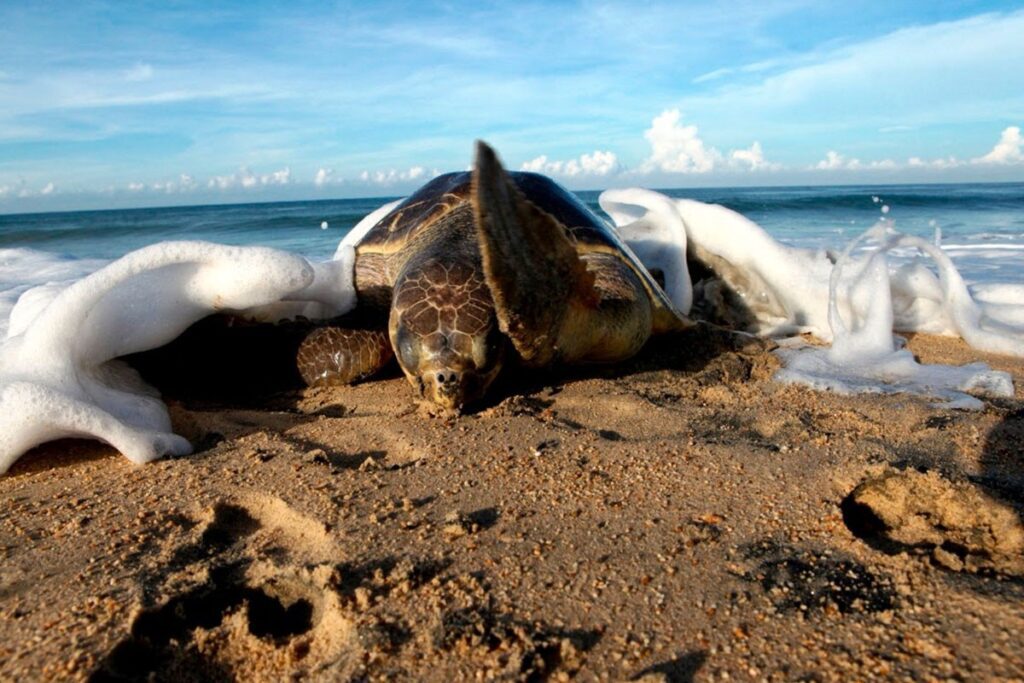 Desove de tortugas en Michoacán afectado por falta de lluvias y altas temperaturas