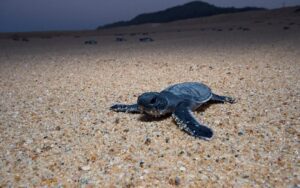 Desove de tortugas en Michoacan afectado por falta de lluvias y altas temperaturas