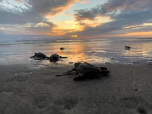 Desove de tortugas en Michoacan afectado por falta de lluvias y altas temperaturas