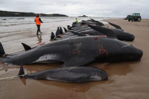 Encuentran en Escocia mas de 70 ballenas piloto varadas 1