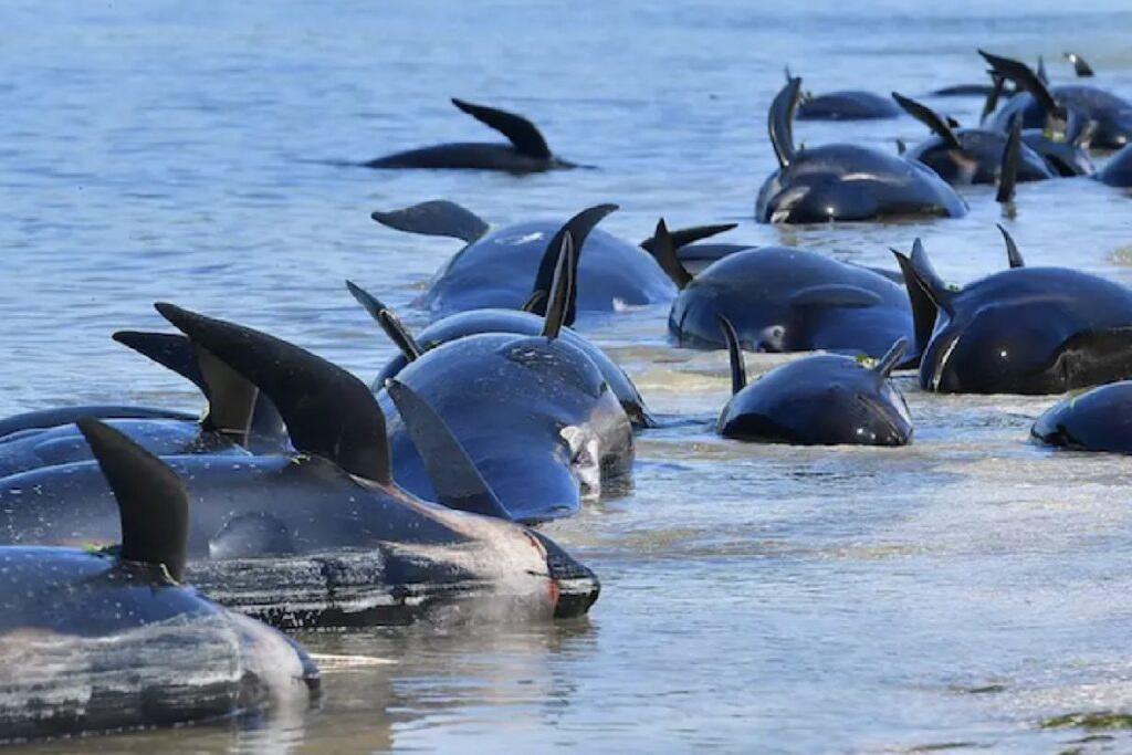 Encuentran en Escocia más de 70 ballenas piloto varadas