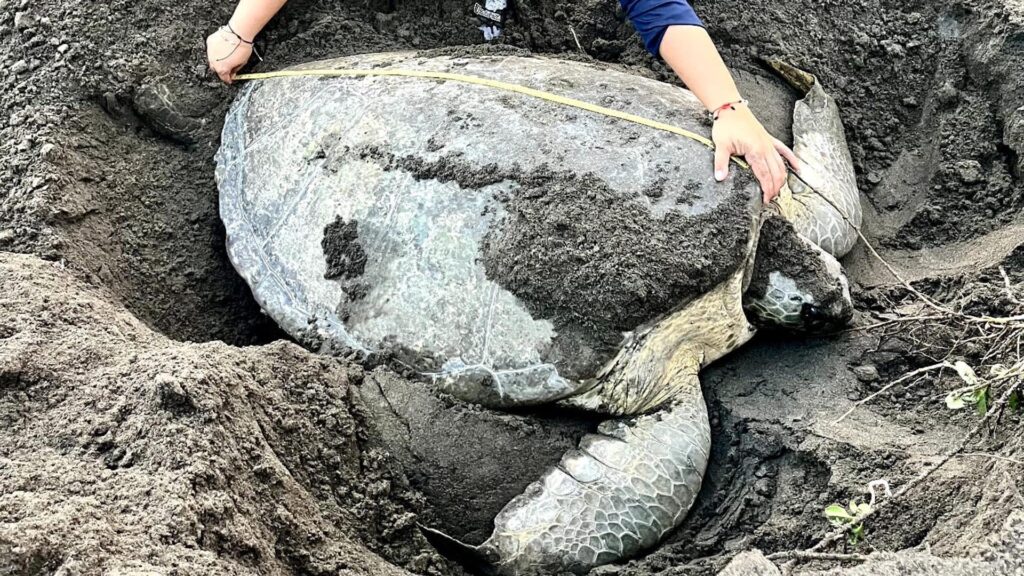 Encuentran gigante tortuga verde en playas de México, especie en peligro de extinción