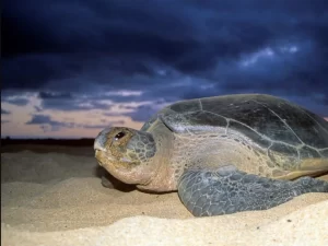 Encuentran gigante tortuga verde en playas de Mexico especie en peligro de extincion