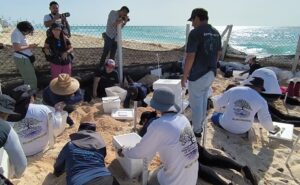 Protegen a tortugas ante el paso del huracán Beryl en Cancún 