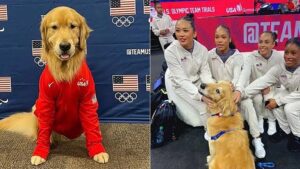 Beacon, el perrito que forma parte del equipo de gimnasia de Estados Unidos