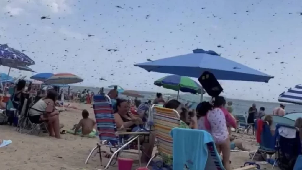 Libélulas gigantes aparecen en playa de Estados Unidos causa temor (VIDEO)