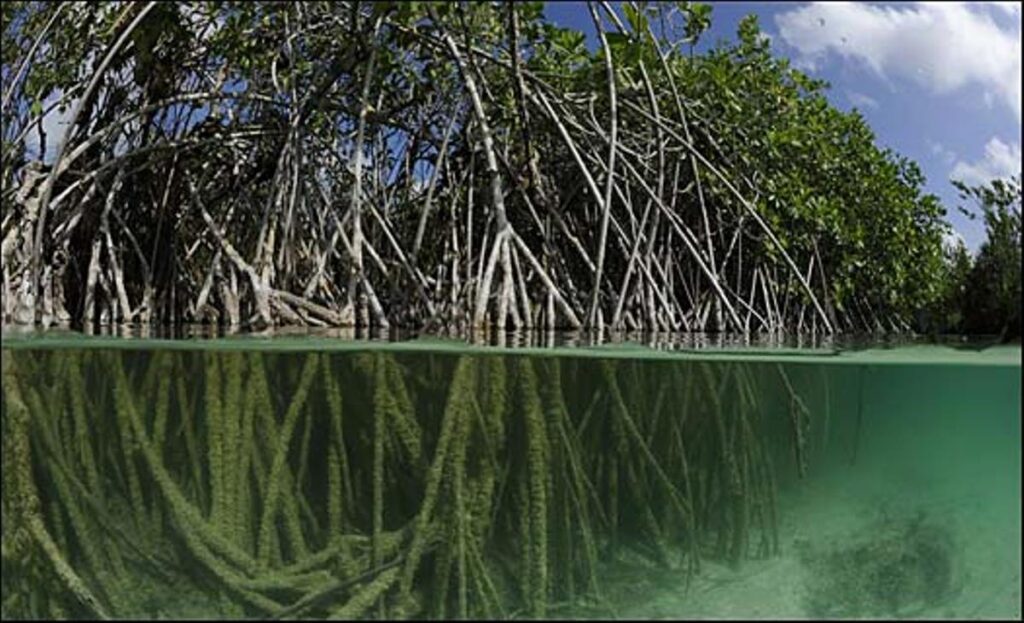 Manglares una barrera de protección en la Península de Yucatán para los huracanes