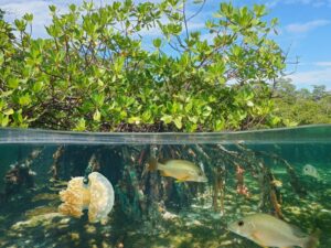 Manglares una barrera de proteccion en la Peninsula de Yucatan para los huracanes