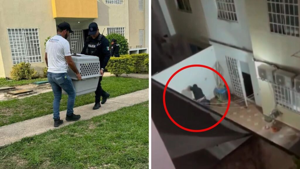 Proponen penas más severas por maltrato animal en Quintana Roo