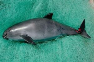 Razones por las que la vaquita marina esta en peligro de extincion 6