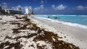 Sargazo dara tregua en costas de Quintana Roo en las vacaciones de verano