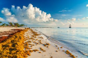 Sargazo dara tregua en costas de Quintana Roo en las vacaciones de verano 1